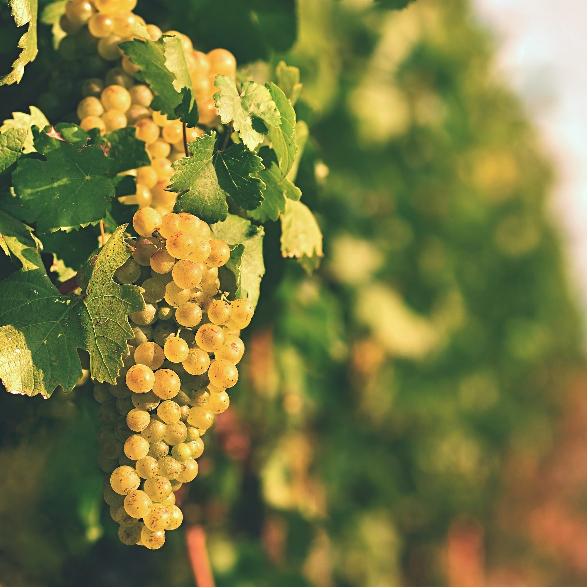 vineyards-sunset-autumn-harvest-ripe-grapes-wine-region-southern-moravia-czech-republic-v-min